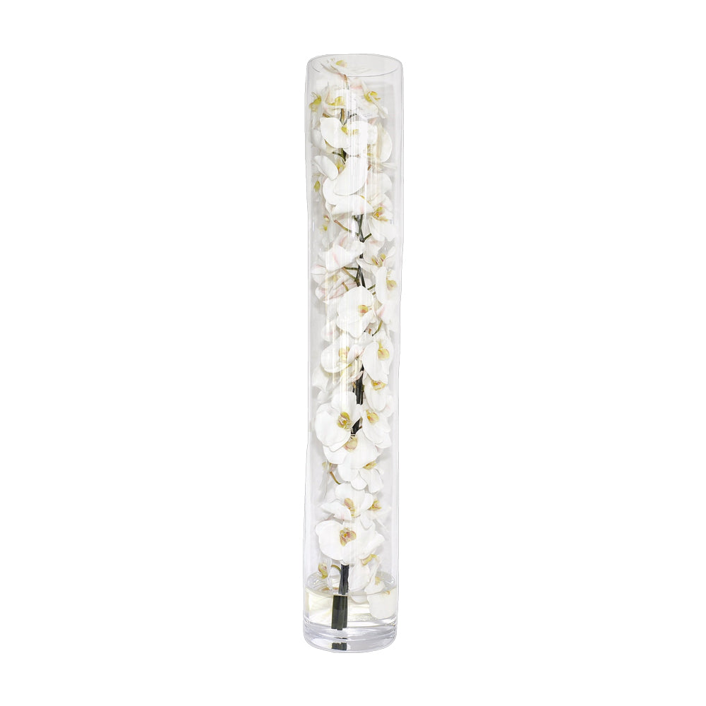 White Phalaenopsis Orchid in Cylinder • 6 Sizes