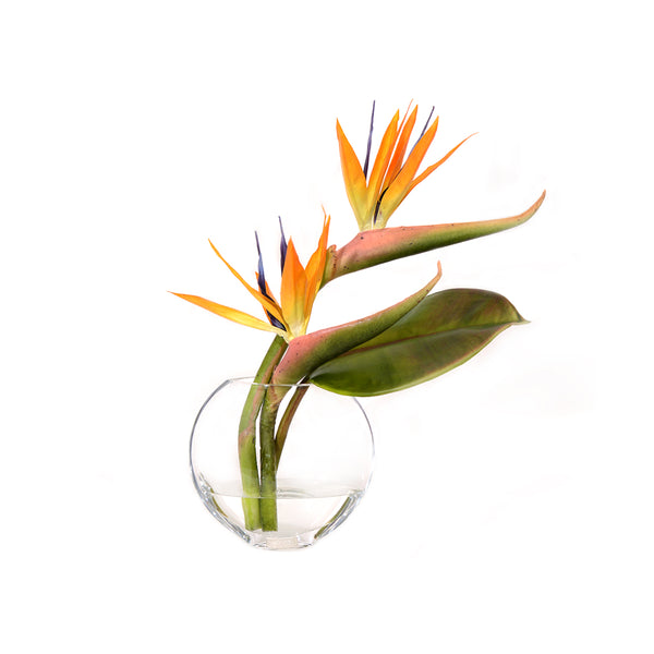 Bird of Paradise Tropical Composition In Moon Vase