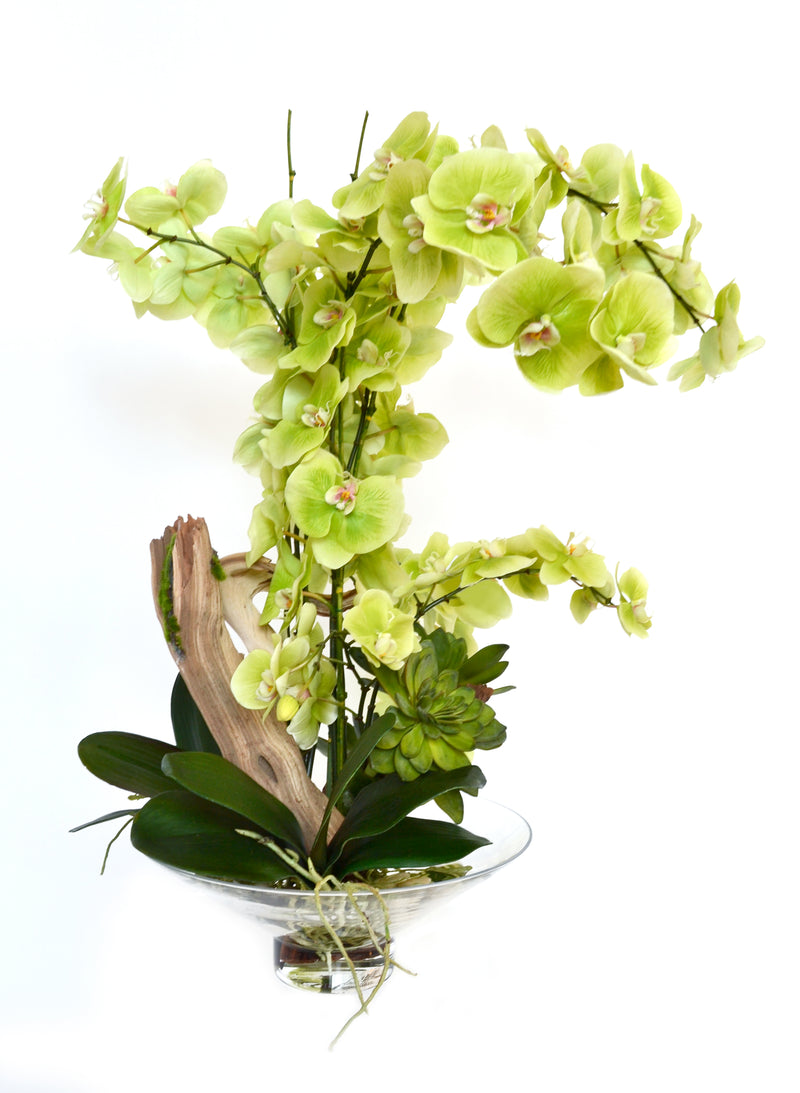 Green Phalaenopsis & Driftwood Harlow Vase