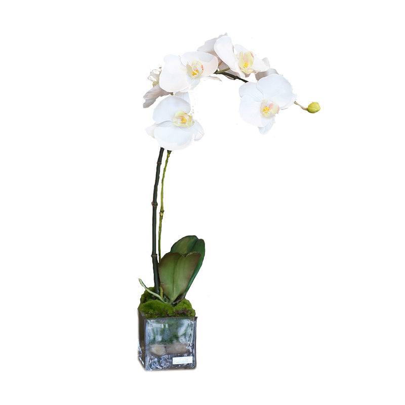 White Phalaenopsis Garden Square Vase