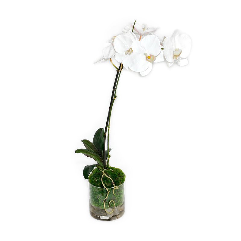 White Phalaenopsis Garden 5" Rota Vase
