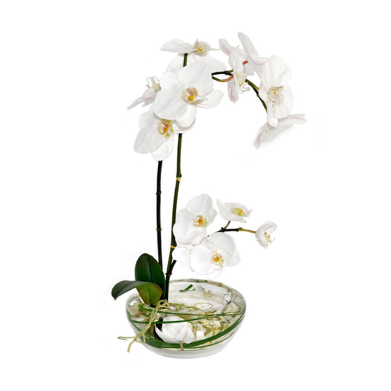 White Phalaenopsis Plant in Small Bloom Bowl
