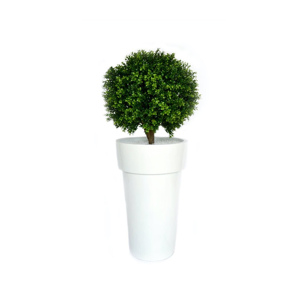 Boxwood Topiary in White Resin Container