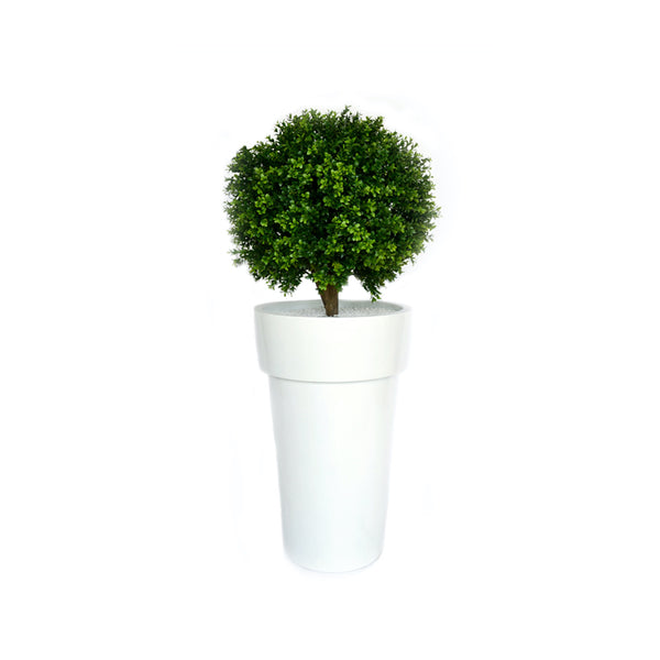 Boxwood Topiary in White Resin Container
