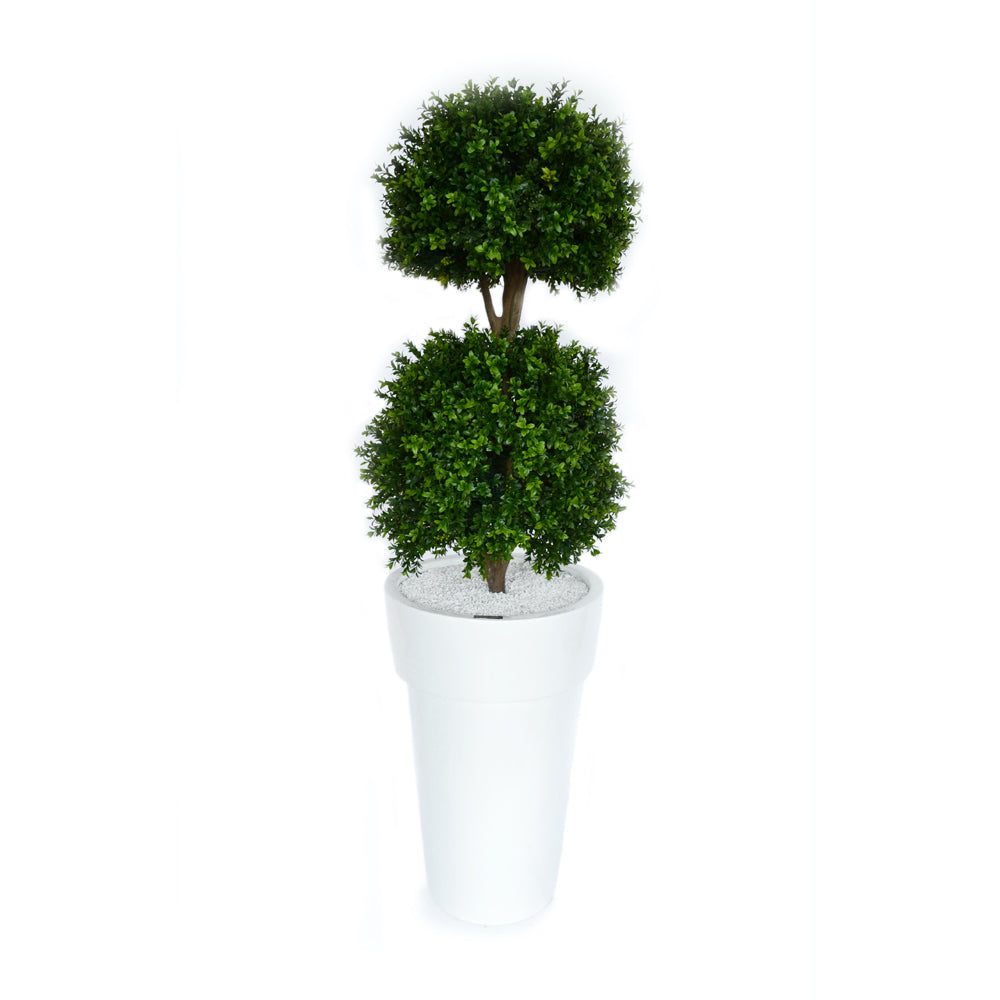 Boxwood Topiary in White Resin Container