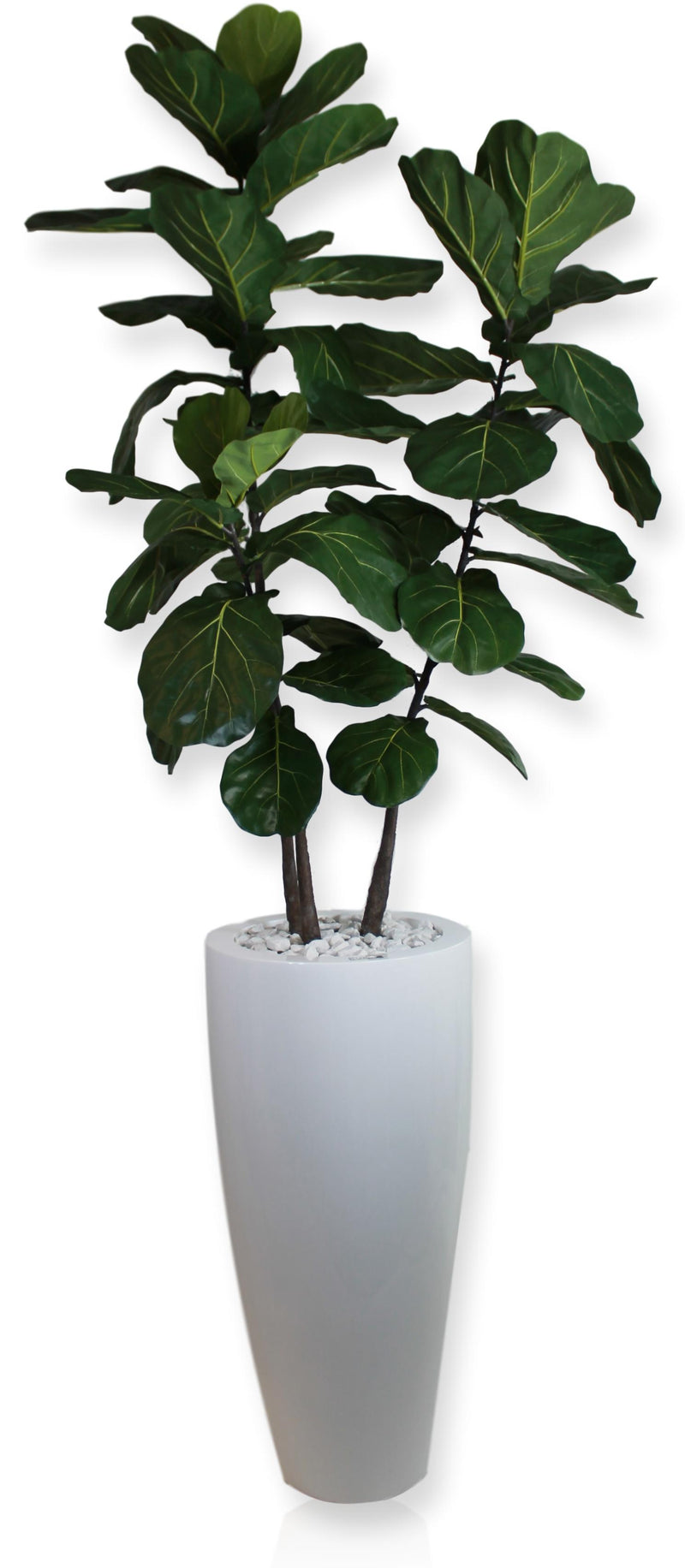 Brazilian Fiddle Fig Tree in White Vase