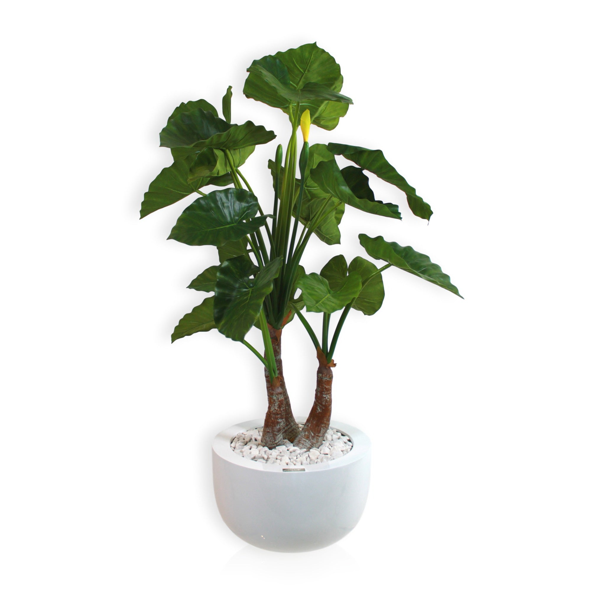 Elephant Ear Leaf in White Planter