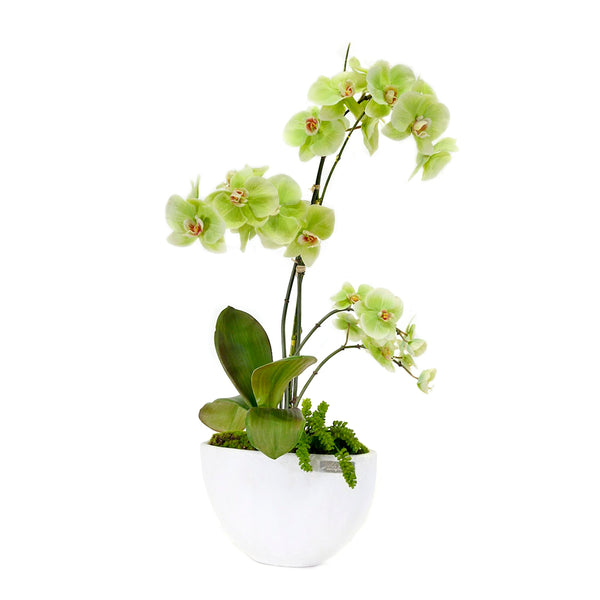 Mini Phalaenopsis Garden in Concrete Boat Vase