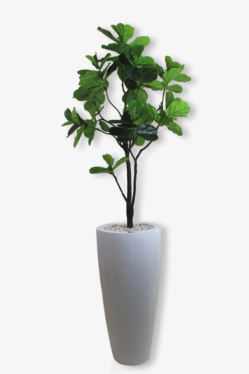 Fig Tree in 40" White Vase