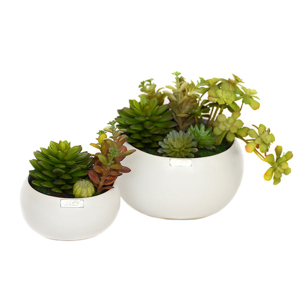 White Ceramic Succulent Garden • 2 sizes