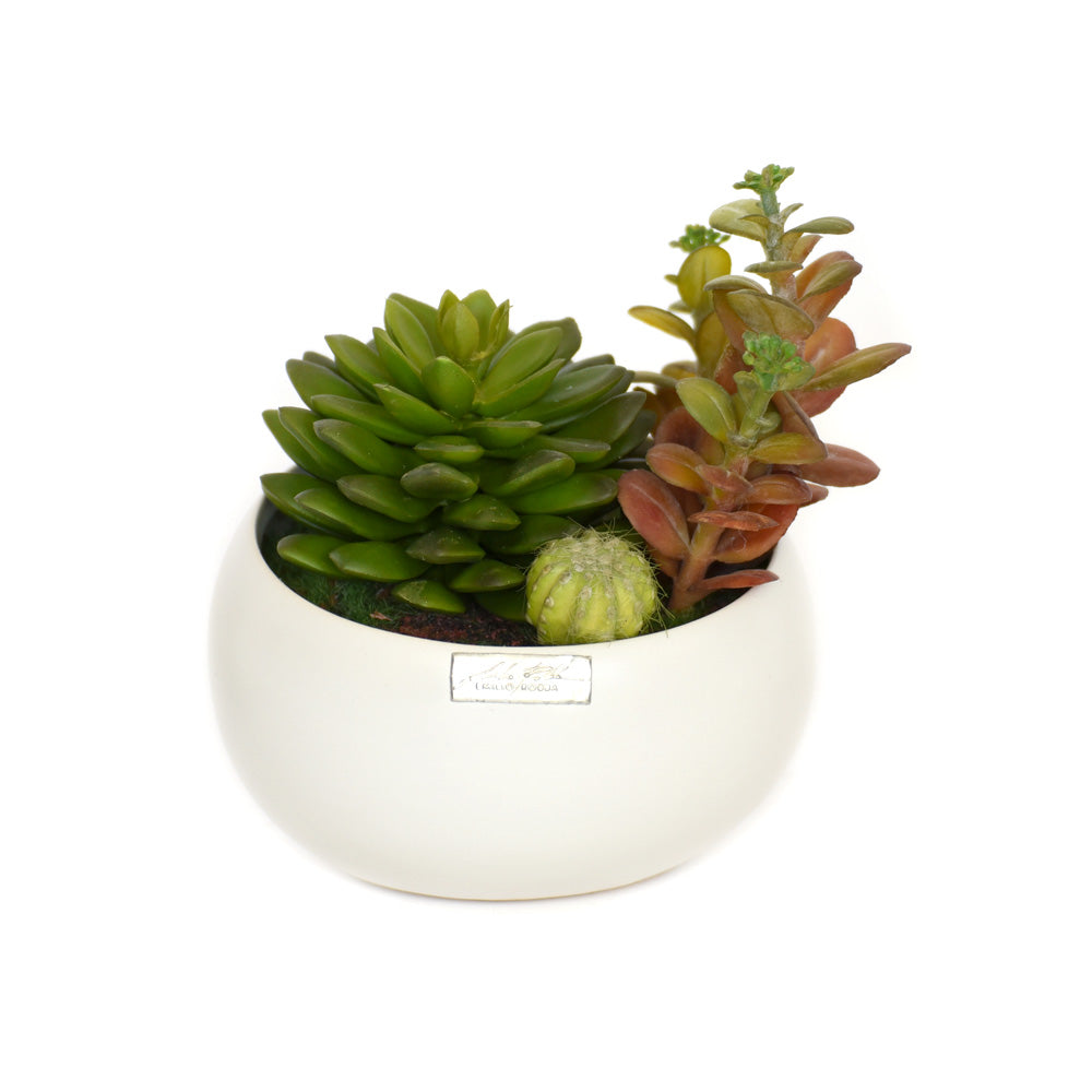 White Ceramic Succulent Garden • 2 sizes