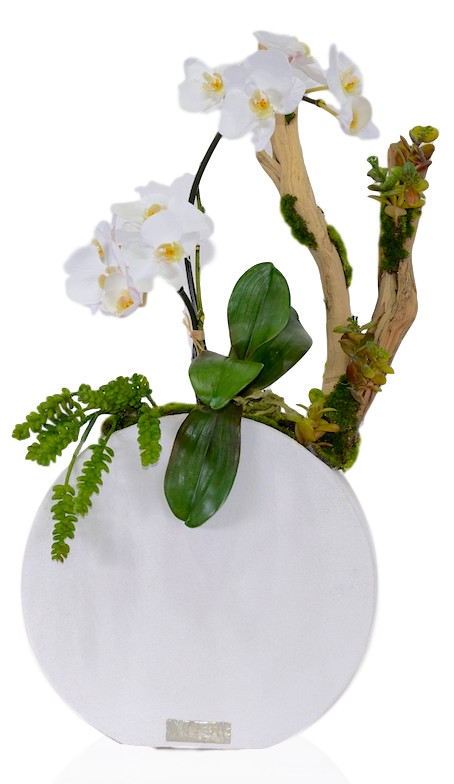 Mini Phalaenopsis with Driftwood in Concrete Round Vase (Ref#7852)
