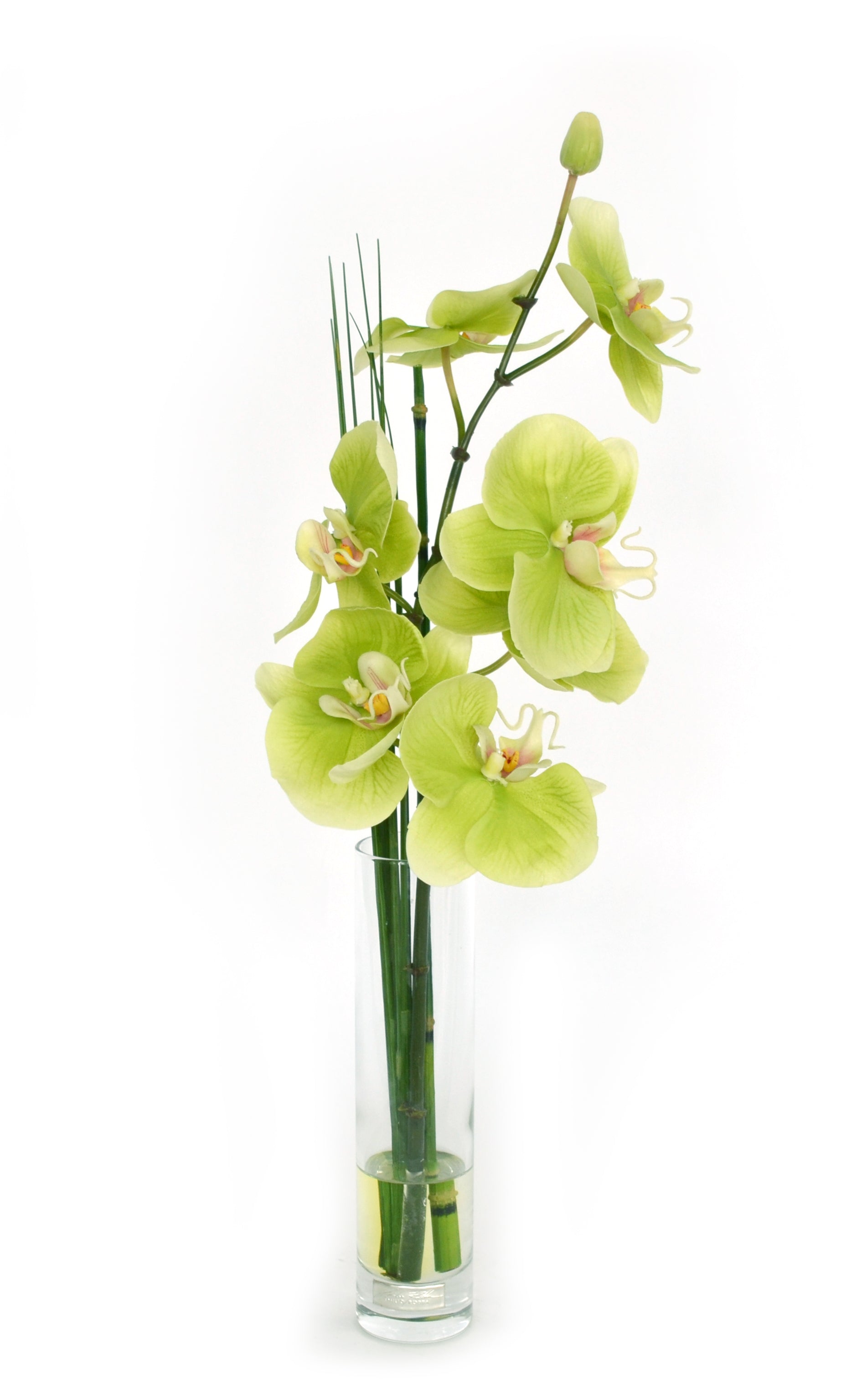 Green Phalaenopsis Bud Vase