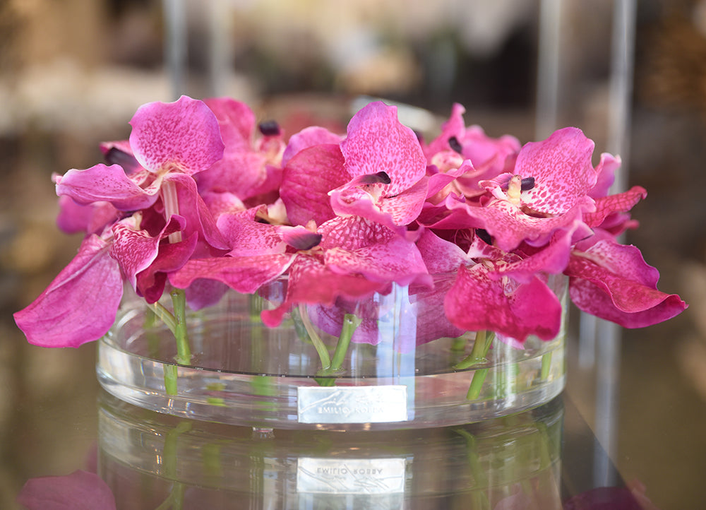 Fuchsia Vanda in Heritage Bowl • 2 sizes