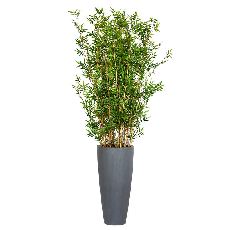 Bamboo Plant in Grey Concrete Vase