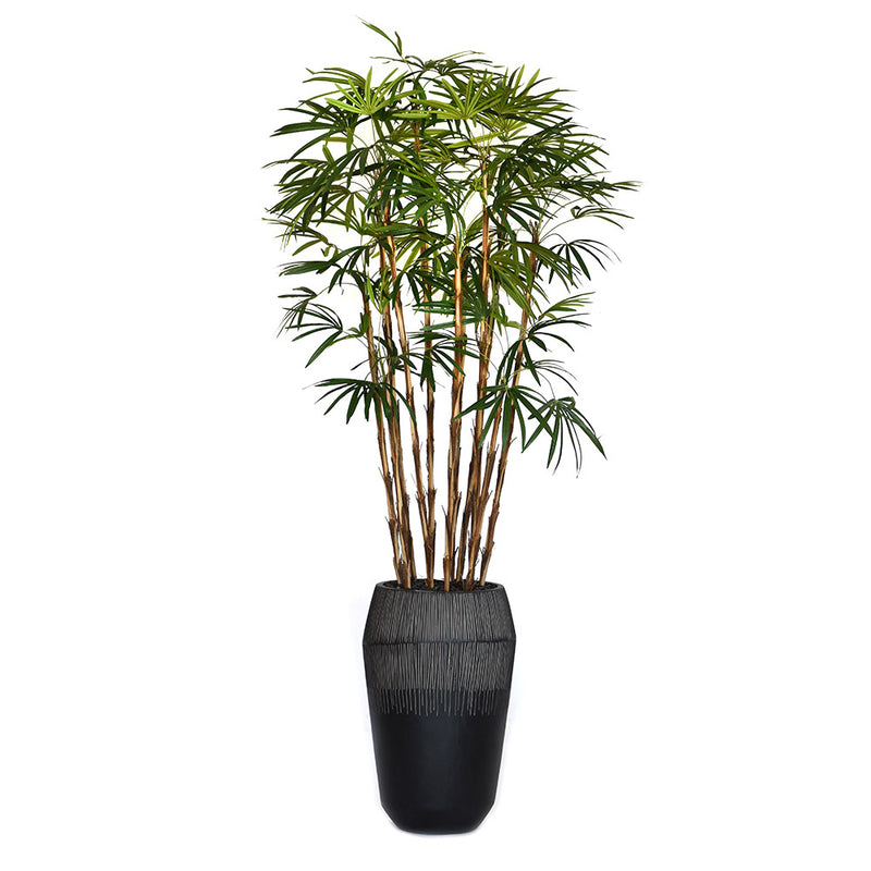 Finger Palm Tree in Dark Grey Container
