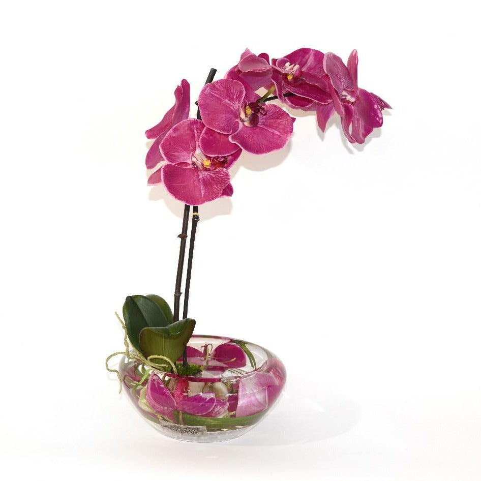 Fuchsia Phalaenopsis Plant Bloom Bowl • 2 Sizes