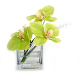 Green Phalaenopsis Square Vase