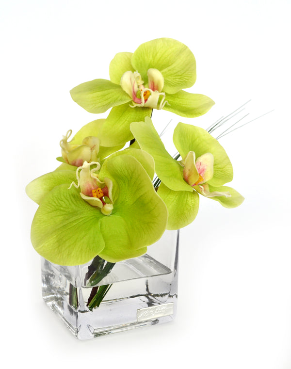 Green Phalaenopsis Square Vase
