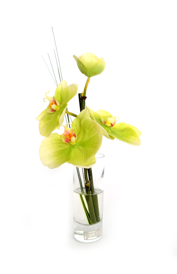 Green Phalaenopsis Cordial Vase