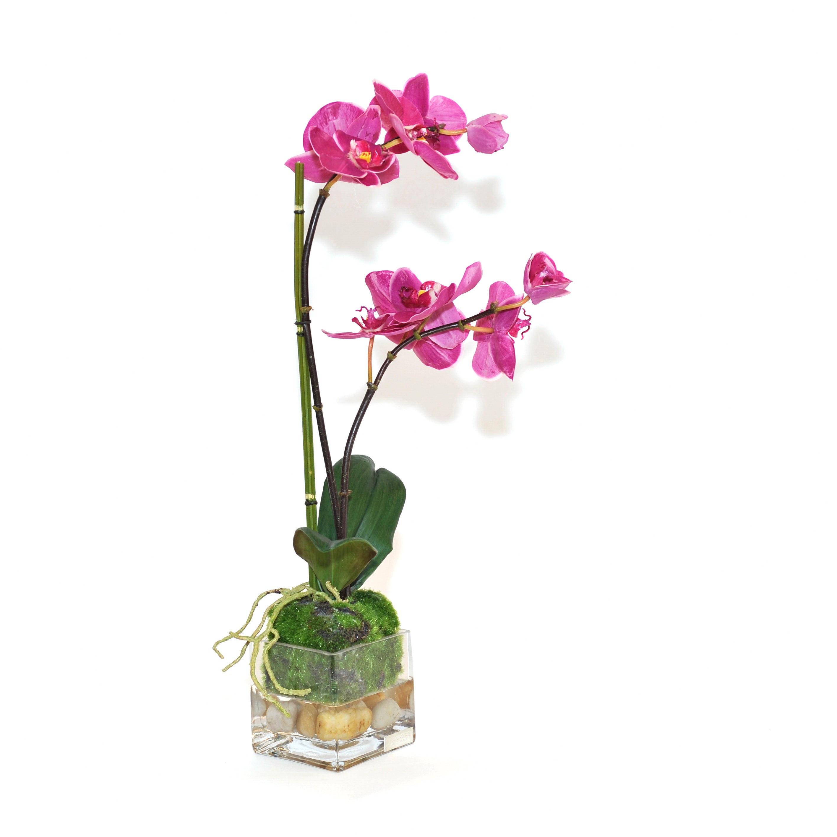 Fuchsia Phalaenopsis Garden Square Vase