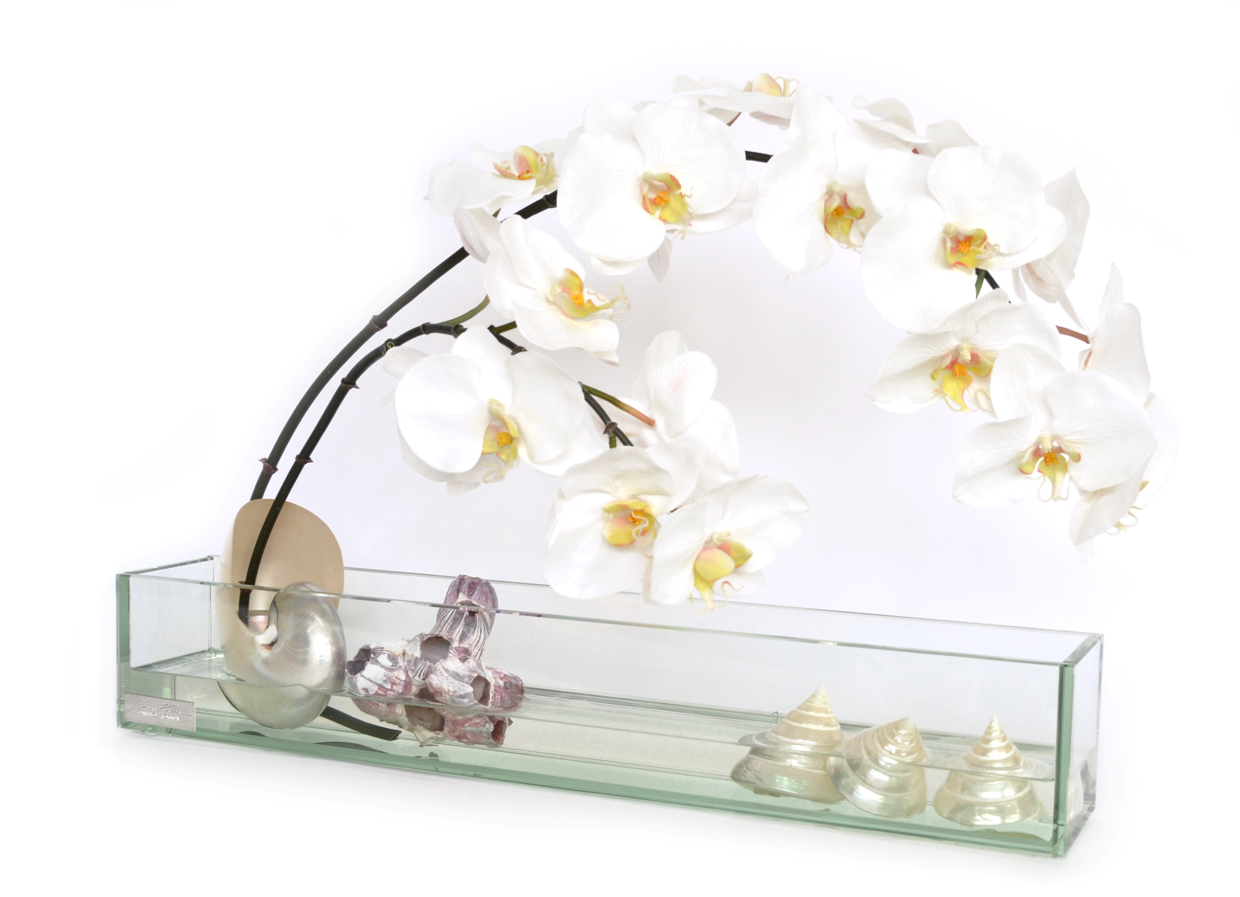 White Phalaenopsis & Seashells 24" Glass Plate Planter