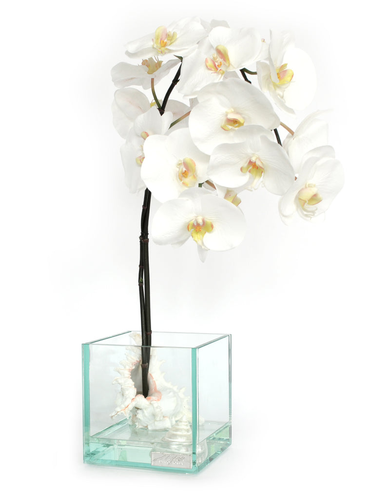 White Phalaenopsis & Seashells 6.5" Glass Plate Cube