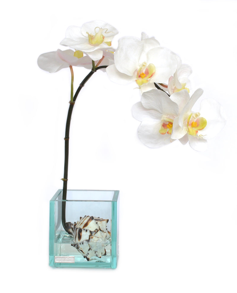 White Phalaenopsis & Seashells 4" Glass Plate Cube