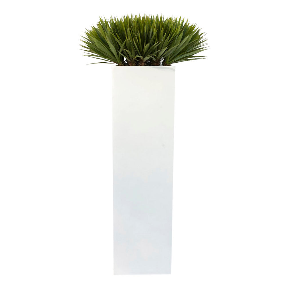 Yucca in Square Tall Glossy Planter • 2 Sizes