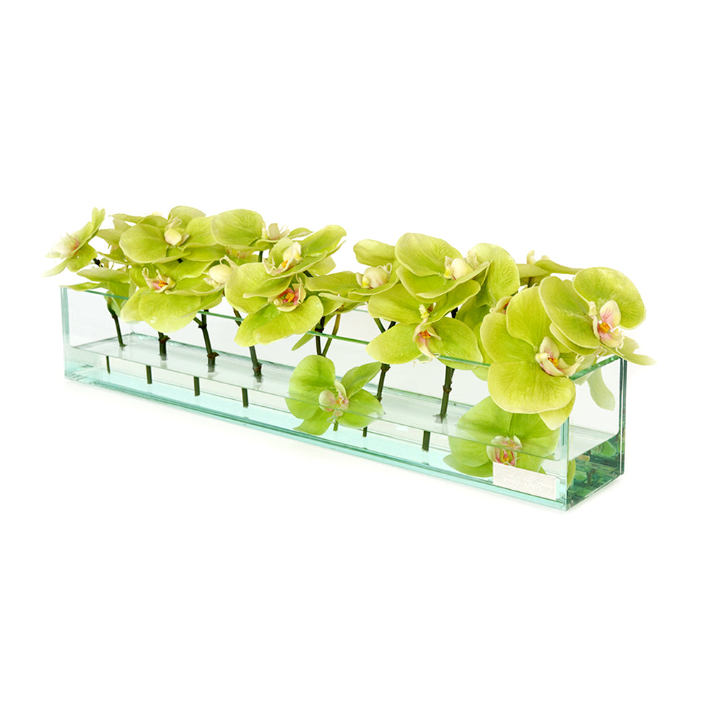 Green Phalaenopsis in Glass Plate Vase • 3 sizes (12", 24" & 48"L)