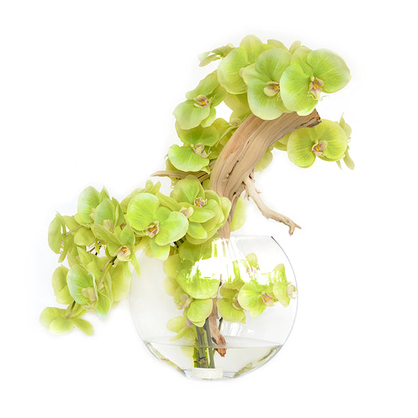 Green Phalaenopsis w/wood 13" Moon Vase