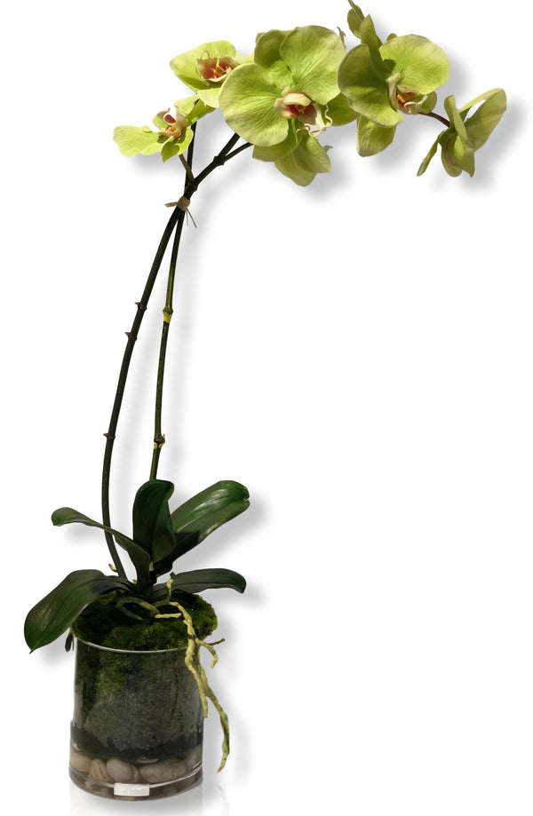 Green Phalaenopsis Plant 5" Rota Vase