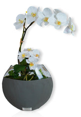 White Phala Garden with Succulents in 10" Dark Concrete Moon Vase