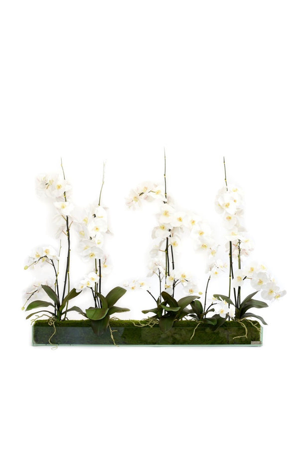 White Phalaenopsis Garden 48" Plate Glass Planter