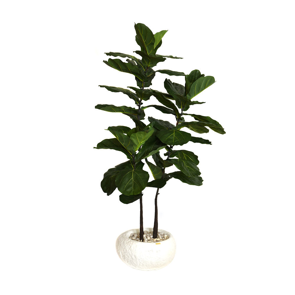 Brazilian Fiddle Fig Tree Rustic Concrete Vase