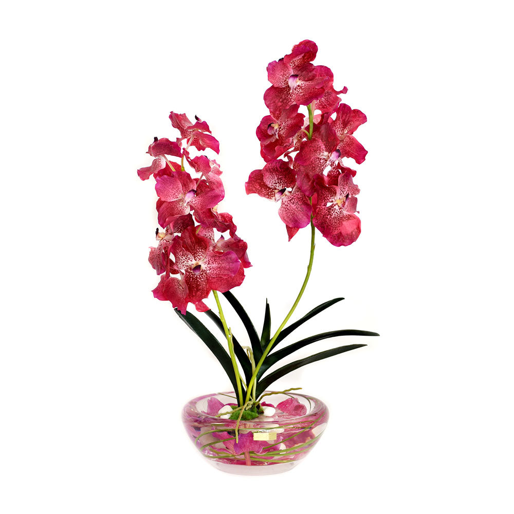 Fuchsia Vanda Plant Bloom Bowl