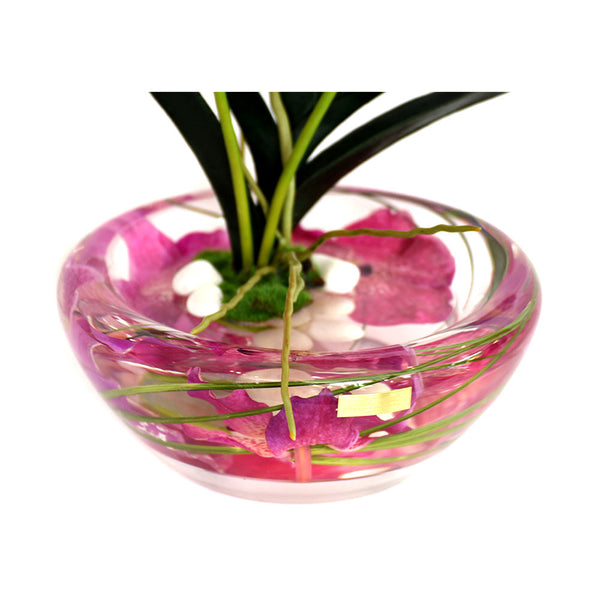 Fuchsia Vanda Plant Bloom Bowl