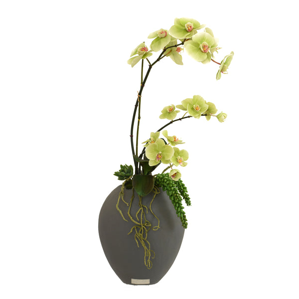 Mini Phalaenopsis Garden in Concrete Oval Vase