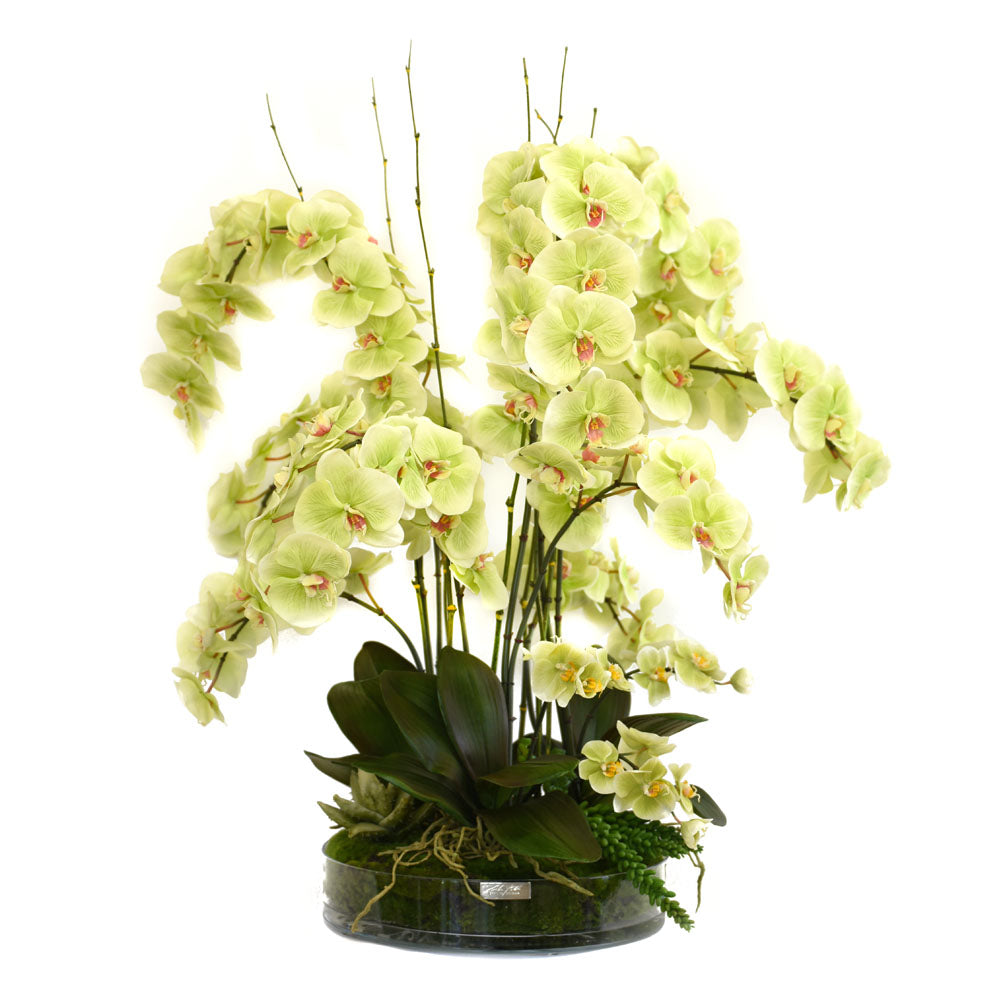 Green Phalaenopsis Garden Heritage Bowl