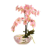 Pink Phalaenopsis Plant Bloom Bowl • 2 Sizes