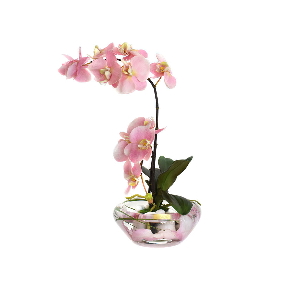 Pink Phalaenopsis Plant Bloom Bowl • 2 Sizes