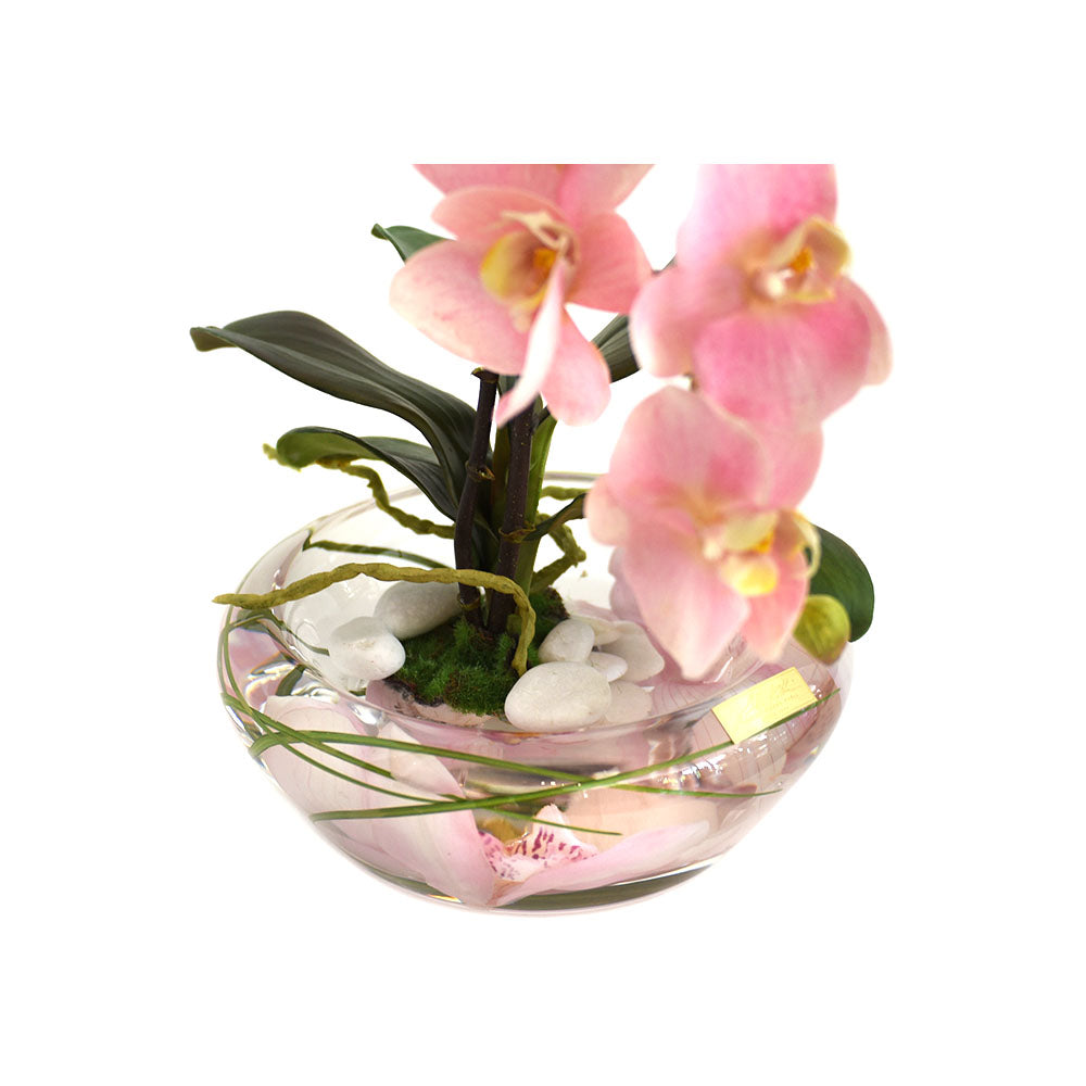 Pink Phalaenopsis Plant Bloom Bowl • 2 Sizes