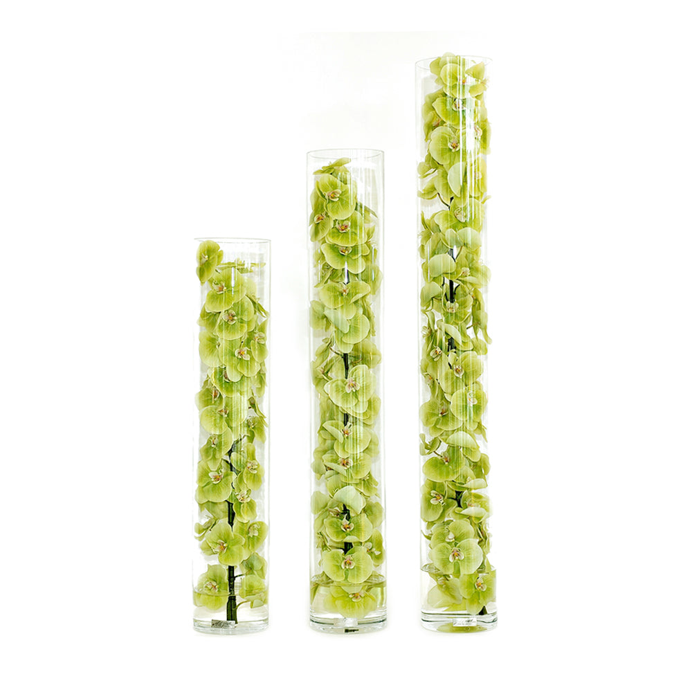 Green Phalaenopsis Orchid in Cylinder • 3 Sizes