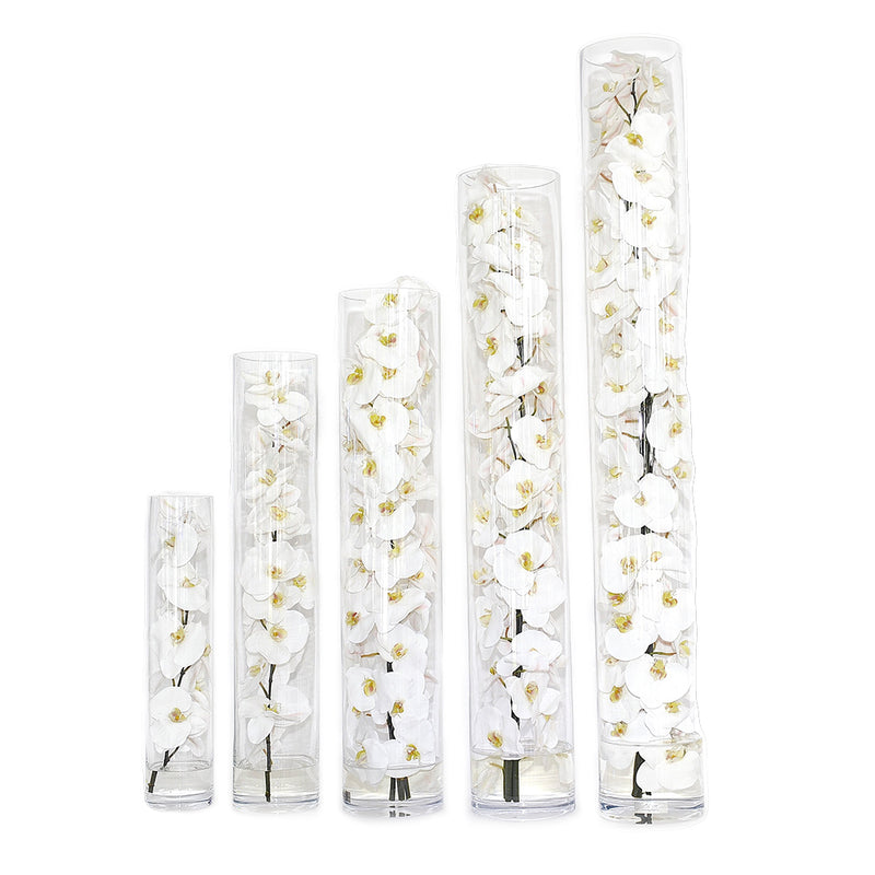 White Phalaenopsis Orchid in Cylinder • 6 Sizes